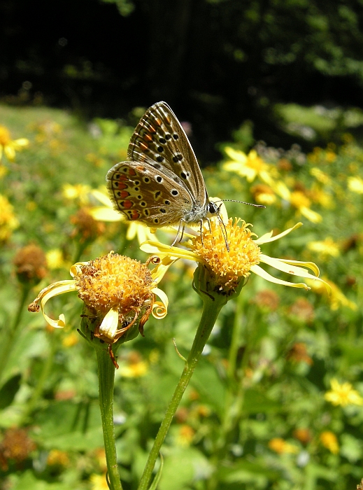 Lysandra bellargus?